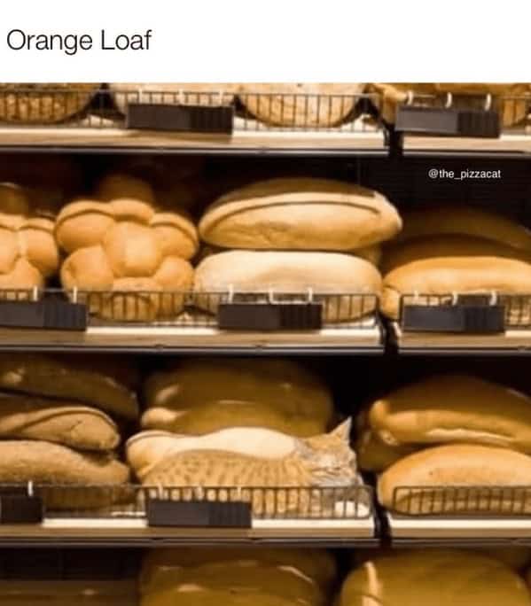 A funny picture of an orange cat sleeping on a bakery shelf, perfectly camouflaged with the loaves of bread.