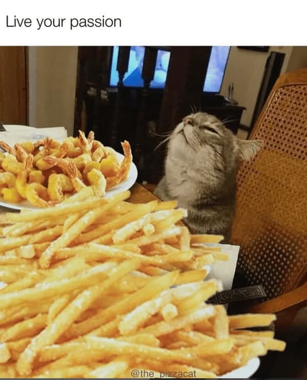A funny, blissful cat with its head tilted back, sitting in front of a table full of fries and shrimp.