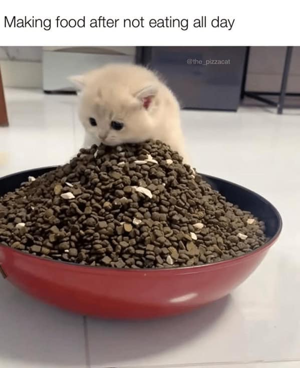 A tiny, adorable white kitten looking down at a giant, overflowing red bowl of cat food.