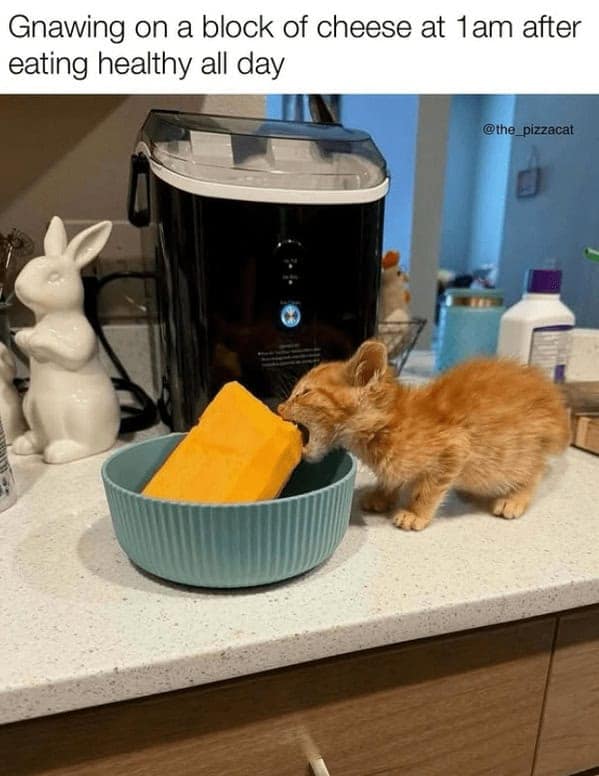 A tiny orange kitten on a counter, hilariously gnawing on a giant block of cheddar cheese.