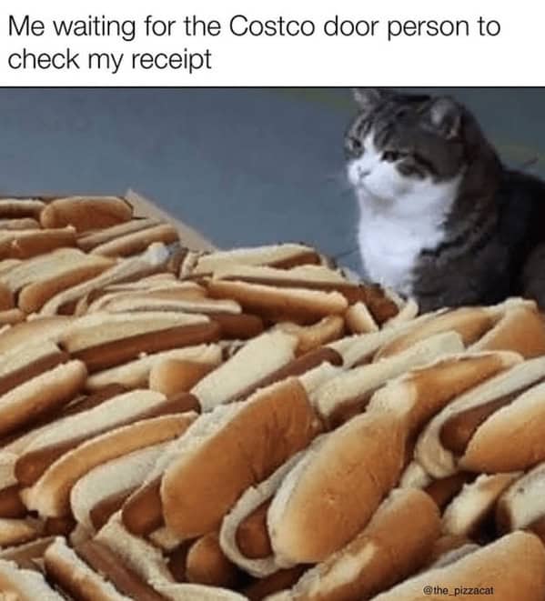 A cat staring intently at a huge pile of Costco hot dogs, captioned "Me waiting for the Costco door person."