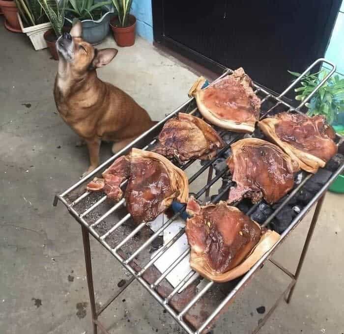 A funny animal picture of a dog praying to the heavens for the barbecue cooking on a grill.