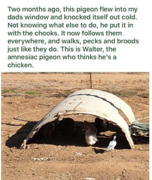34 Funny Bird Memes To Perch In Your Camera Roll