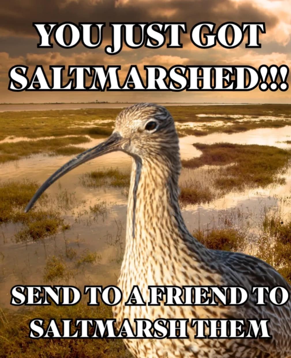 A funny bird meme of a Saltmarsh Sparrow, captioned "YOU JUST GOT SALTMARSHED!!!" as a joke to send to friends.