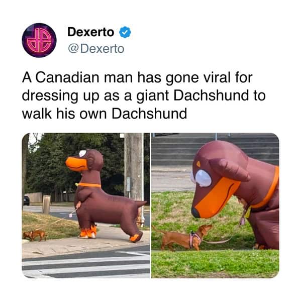 A funny dog and cat tweet showing a man in a giant, inflatable Dachshund costume walking his real Dachshund.