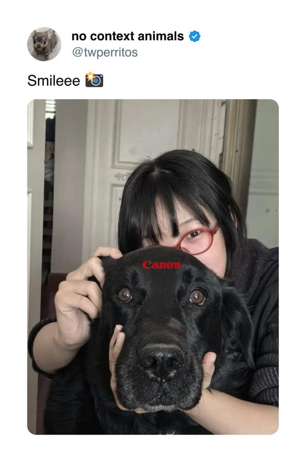 A funny dog and cat tweet showing a black lab with "Canon" on its head, a "camera" pun.
