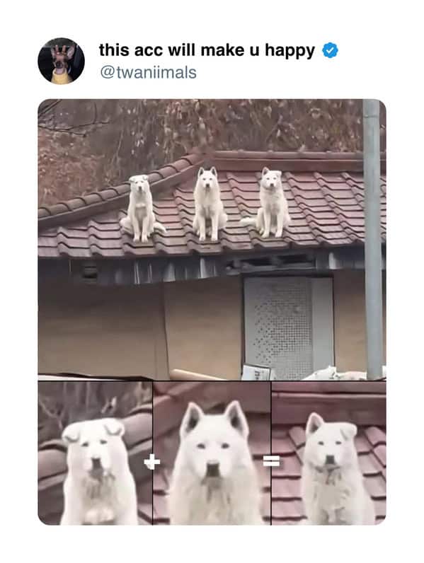 A funny dog and cat tweet showing three white dogs on a roof, with a "dog math" equation.