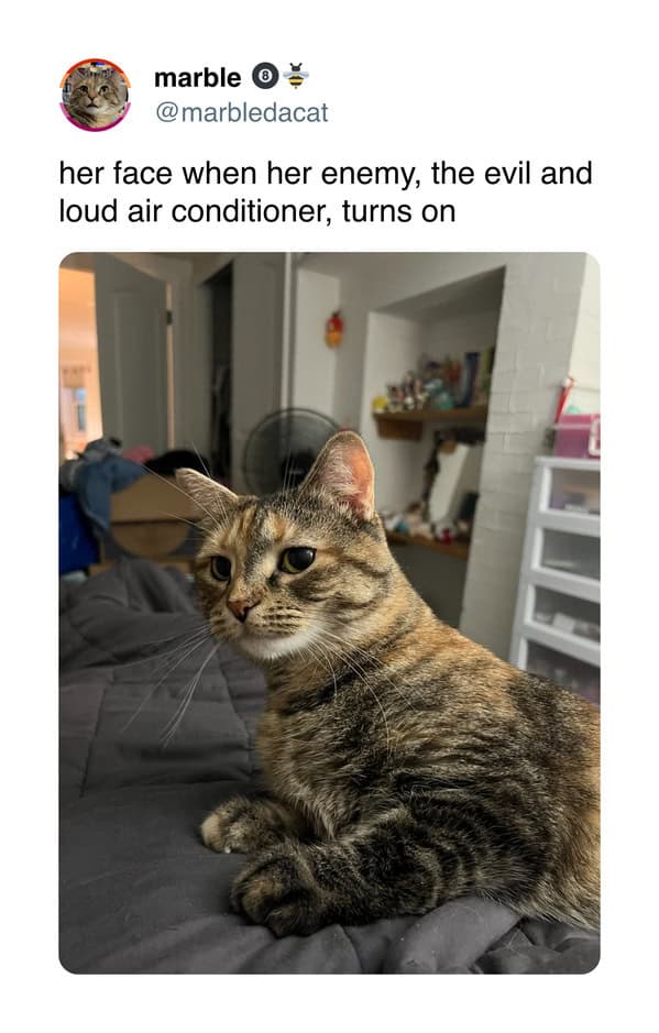A funny dog and cat tweet showing a cat's annoyed face when the "evil" air conditioner turns on