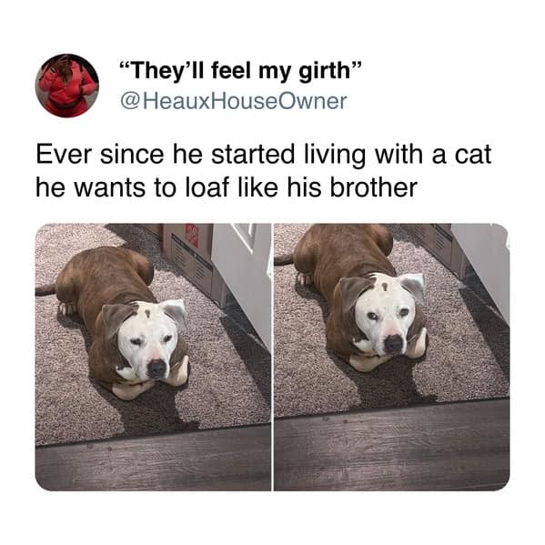 A funny dog and cat tweet showing a pitbull dog doing a perfect "cat loaf" just like his cat sibling.