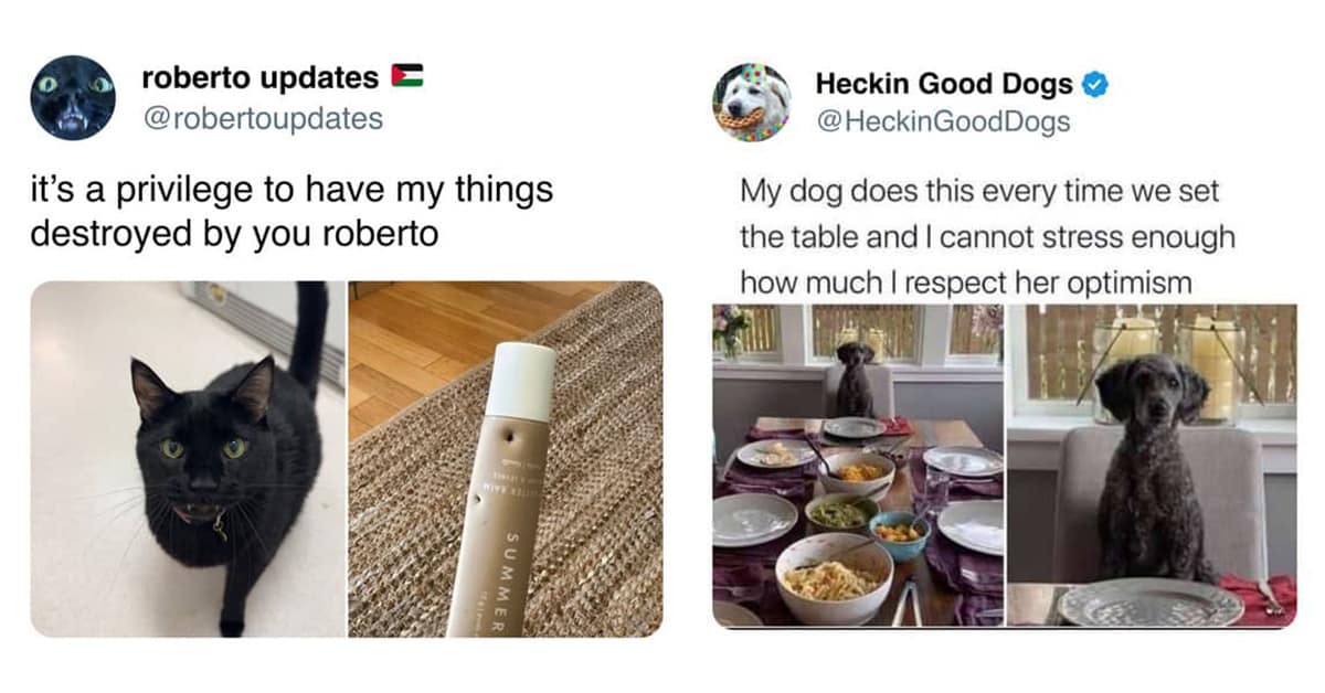 A gallery of the best funny dog and cat tweets, featuring hilarious animal jokes and memes.