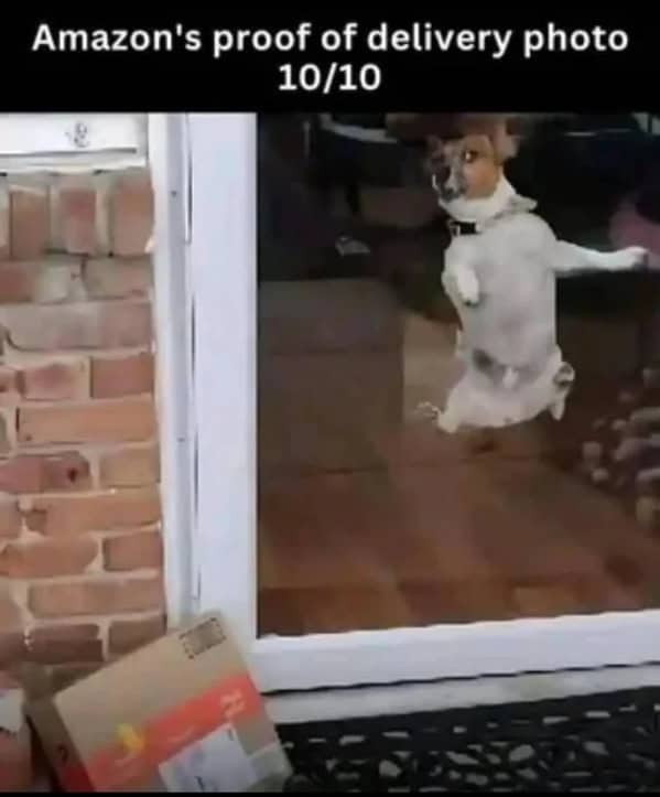 Jumping dog caught in Amazon delivery proof of delivery photo funny dog memes.