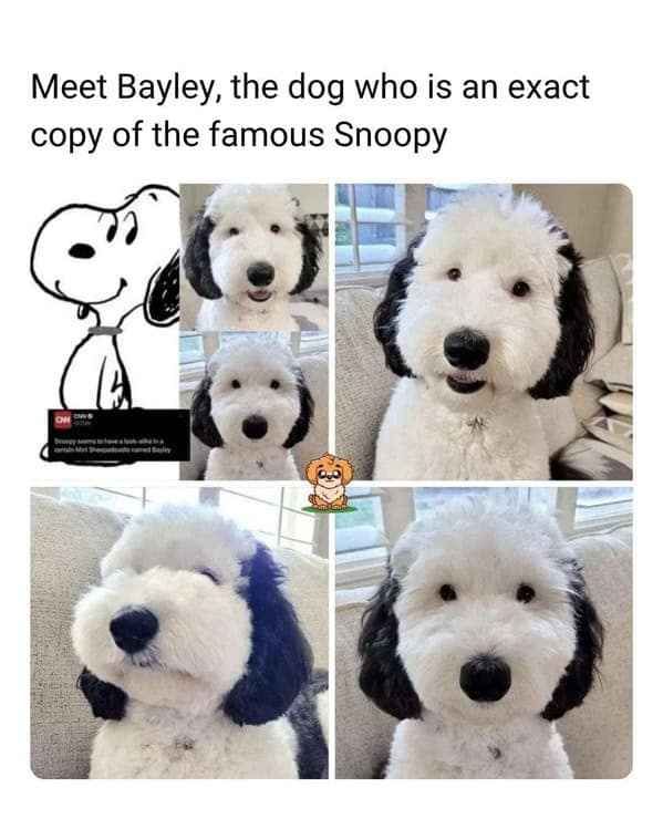 Real life dog Bayley looking exactly like Snoopy cartoon funny dog memes.