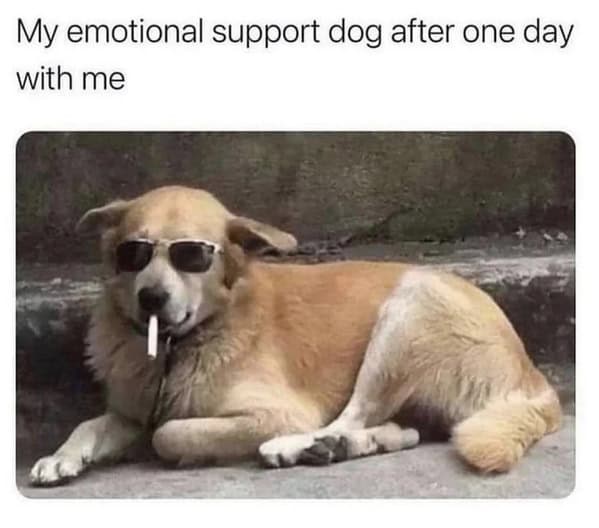 Cool dog wearing sunglasses and cigarette looking exhausted funny dog memes.