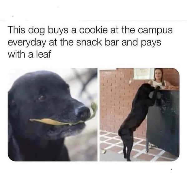 Black dog paying for cookies with a leaf at campus snack bar wholesome memes.