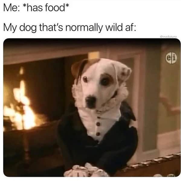 Dog in tuxedo acting polite while begging for food funny dog memes.