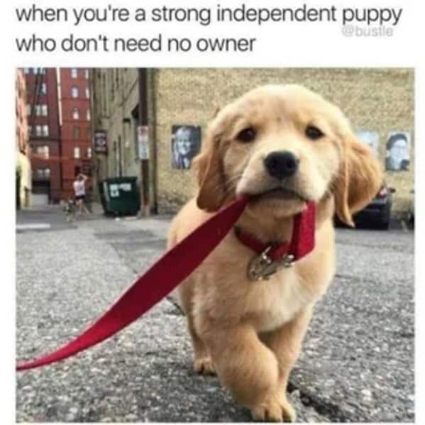 Golden retriever puppy walking itself holding leash in mouth funny dog memes.