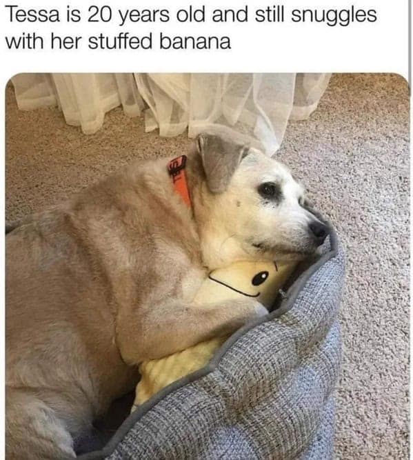 Senior dog cuddling stuffed banana toy in bed wholesome funny dog memes.