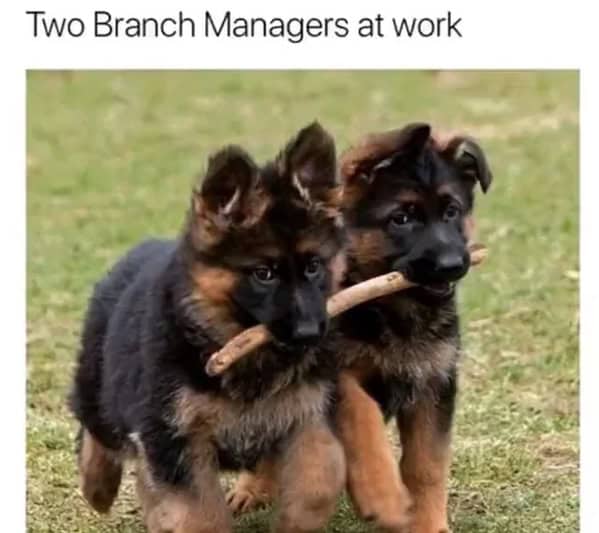 Two German Shepherd puppies carrying one stick together pun funny dog memes.