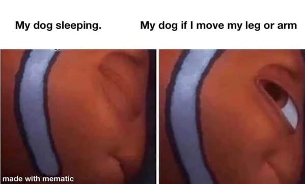 Nemo eyes opening wide reaction to owner moving slightly funny dog memes.