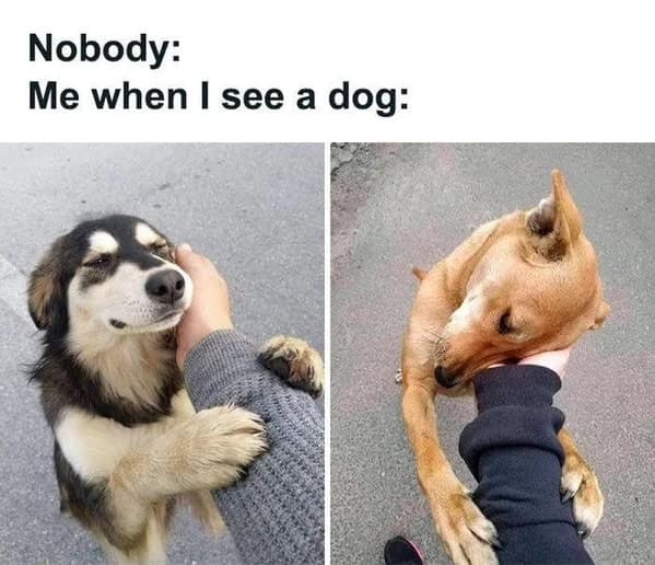 Person letting dog bite arm out of aggressive affection funny dog memes.