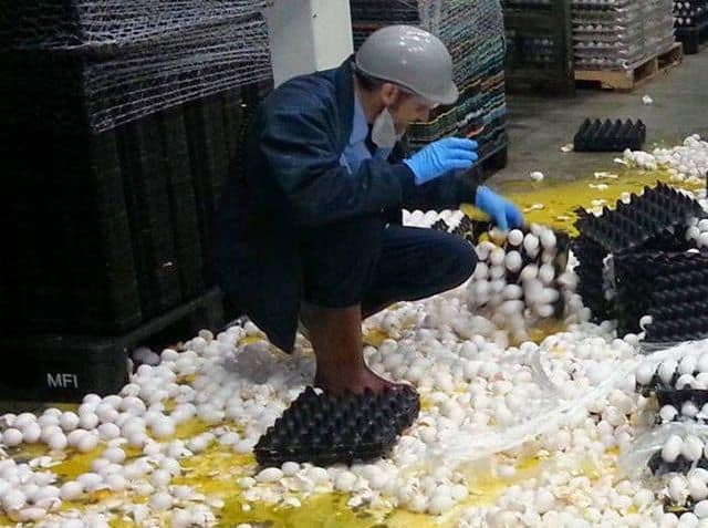A massive funny fail at an egg factory, with a worker standing in thousands of broken eggs.