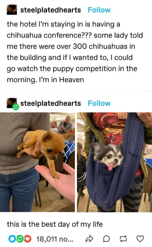 Wholesome Tumblr post about accidentally discovering a chihuahua conference with 300 tiny dogs at a hotel.