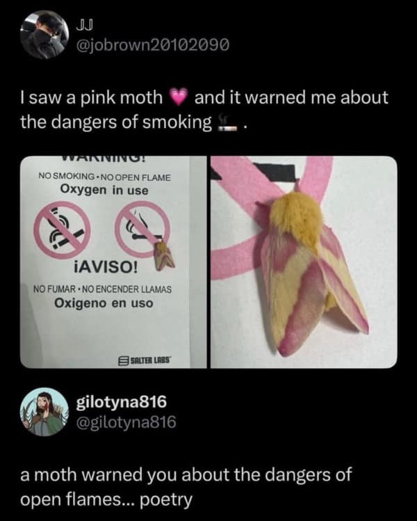 Rosy maple moth resting on a no smoking sign next to cigarette icon.