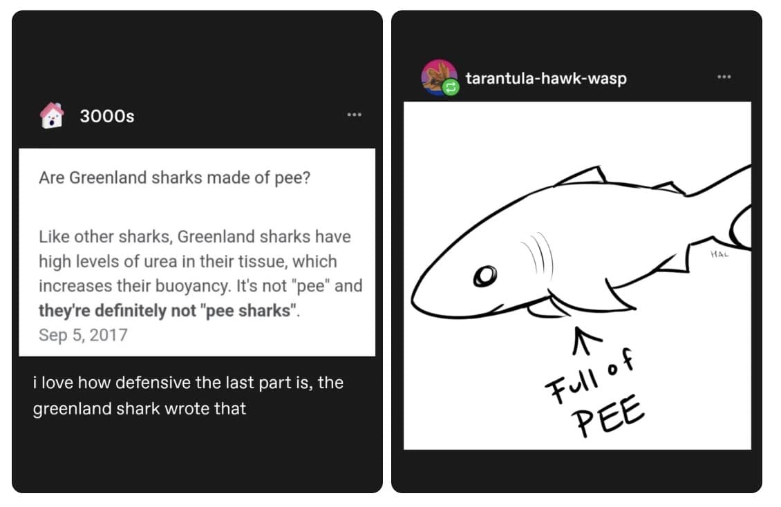 Tumblr thread explaining Greenland sharks have high urea and drawing labeled full of pee.