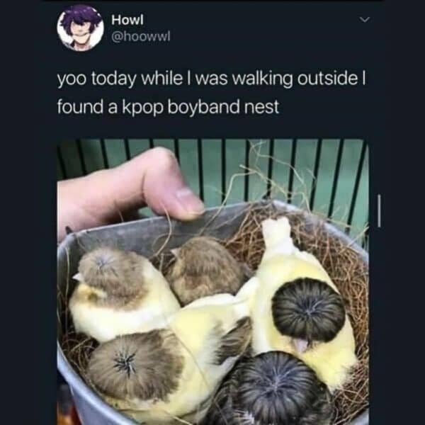 A funny meme tweet of a "kpop boyband nest" showing birds with perfect bowl-cut hairstyles.