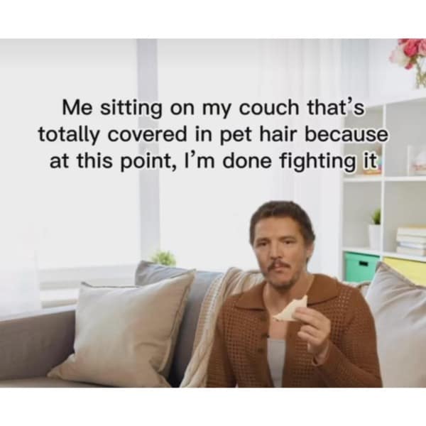 Pedro Pascal eating sandwich on couch captioned about giving up on cleaning pet hair.