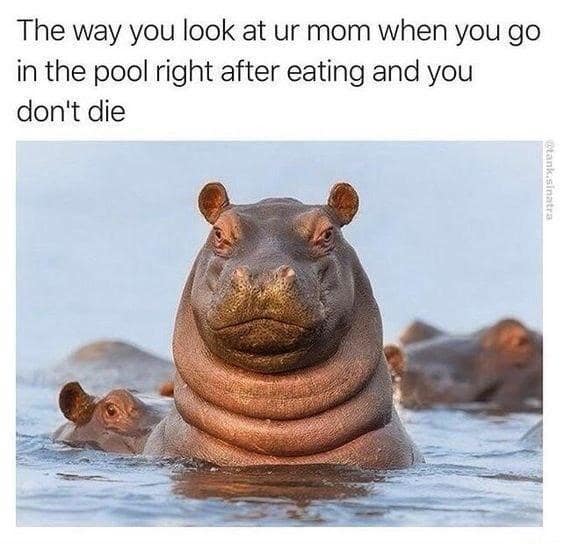 Fat hippo floating in water looking smugly at the camera.