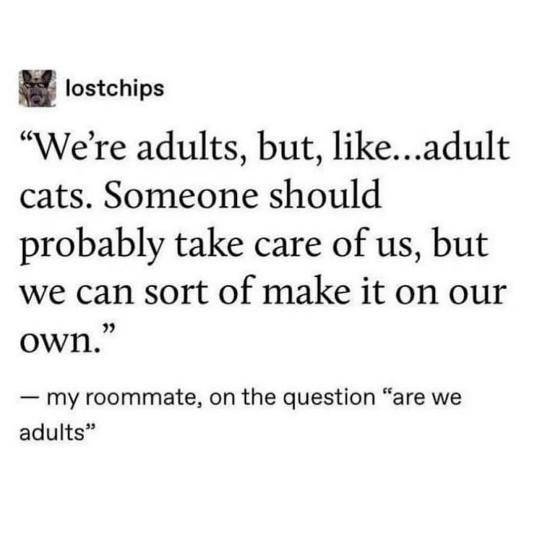 Funny, relatable quote defining adults as "adult cats" who can barely take care of themselves.