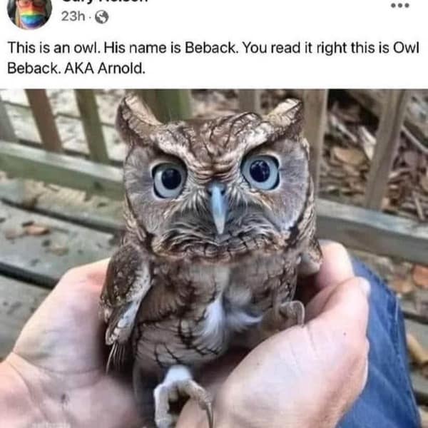A tiny, cute owl with big eyes named "Owl Beback. AKA Arnold," a funny picture pun.
