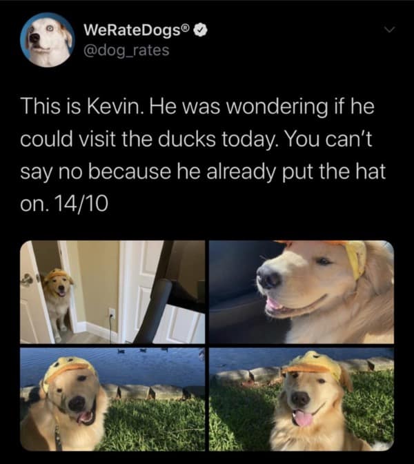WeRateDogs funny picture of Kevin the dog in a duck hat visiting alligators (mistaken for ducks).