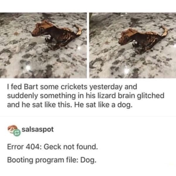 Funny pic post of a crested gecko sitting strangely like a dog, with a comment joking its program glitched