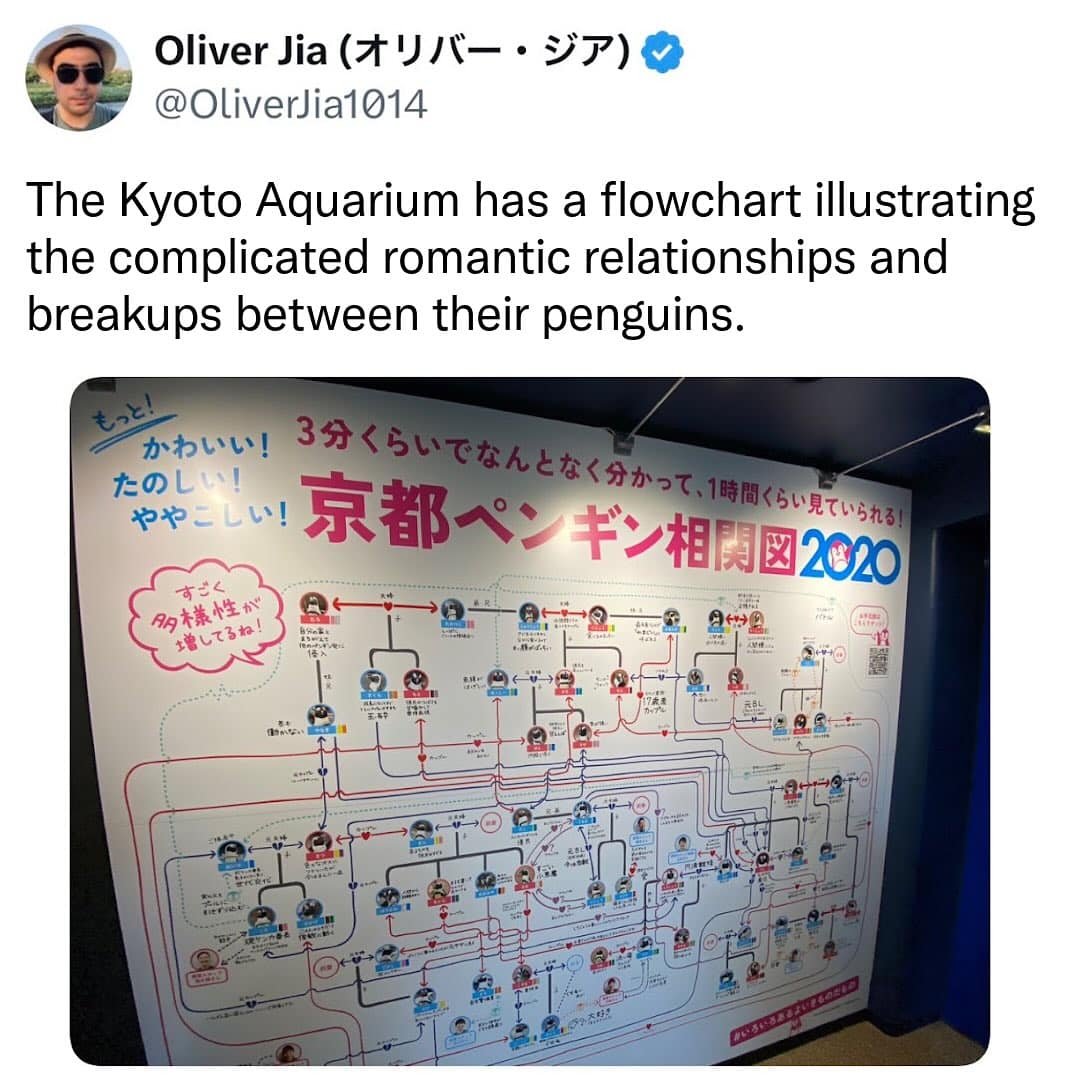 Funny picture of a tweet showing the Kyoto Aquarium's complex penguin relationship flowchart.