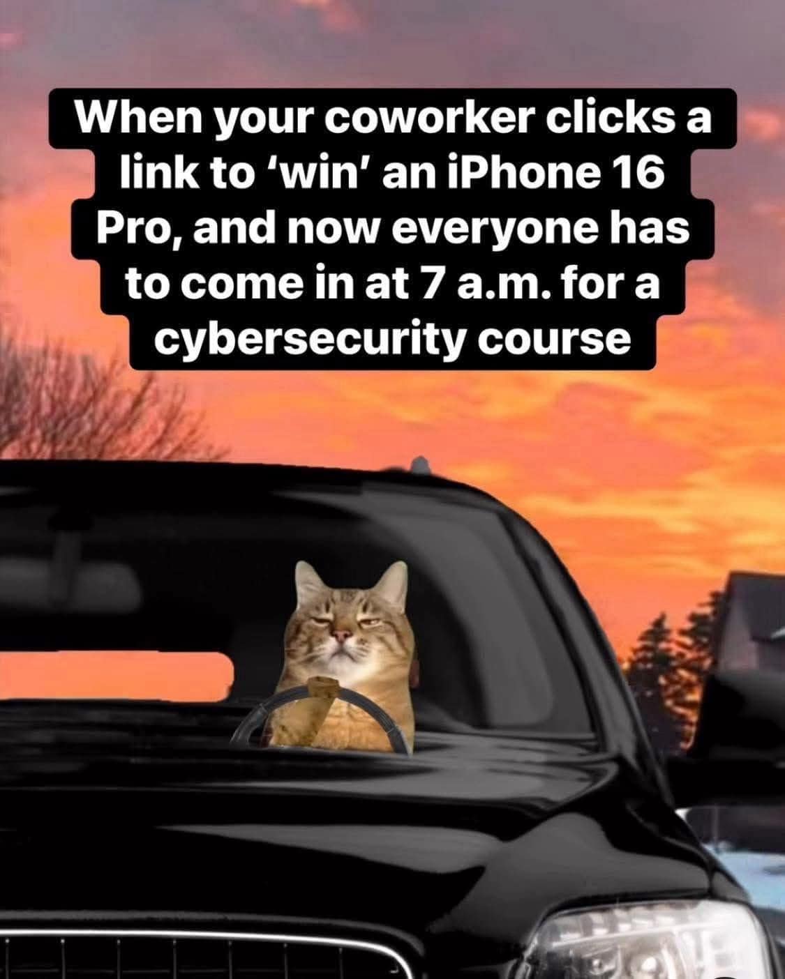 A funny pic of a cat driving, captioned about a coworker failing a phishing test and causing a cybersecurity meeting.