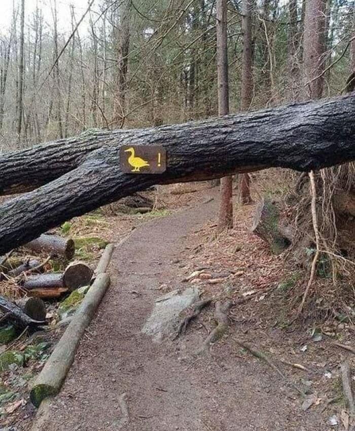 A funny sign on a forest trail with a duck icon pointing at a fallen log.