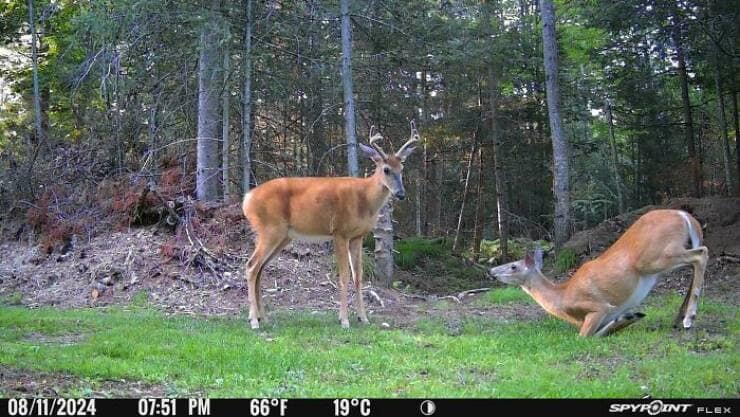 A funny trail cam pic of two deer, with one deer "glitching" or falling over in a bizarre pose