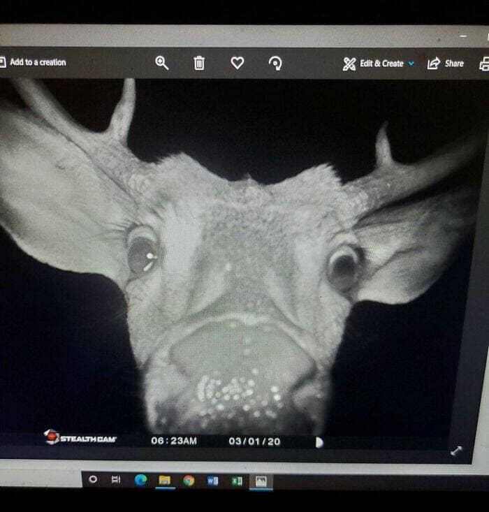 A funny trail cam pic of a deer's face from below, looking very judgemental into the camera.