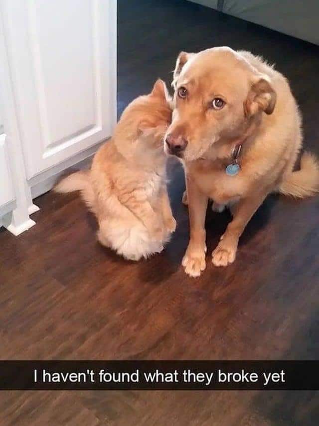 A guilty-looking dog getting whispered to by an orange cat, the likely partners in crime.