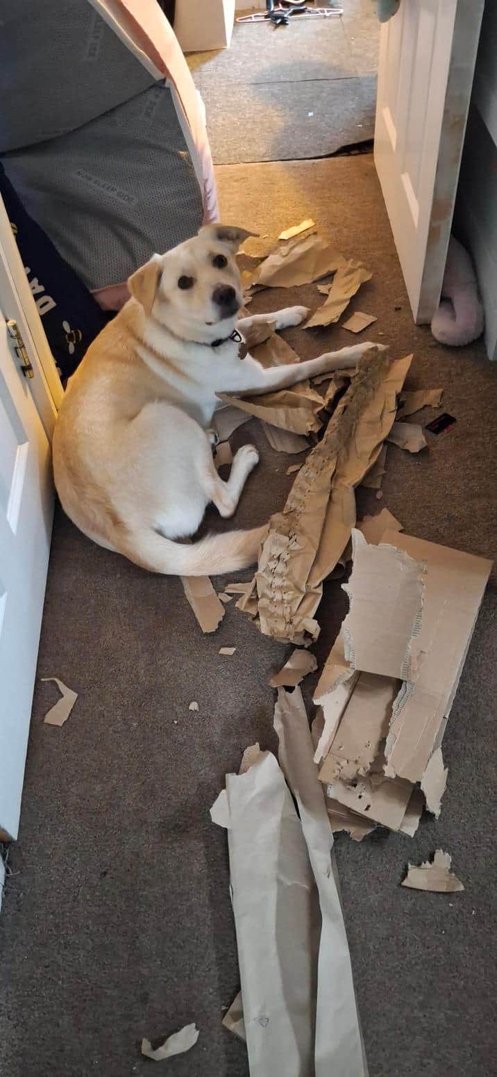 A guilty dog lies on the floor surrounded by a huge mess of shredded cardboard boxes.