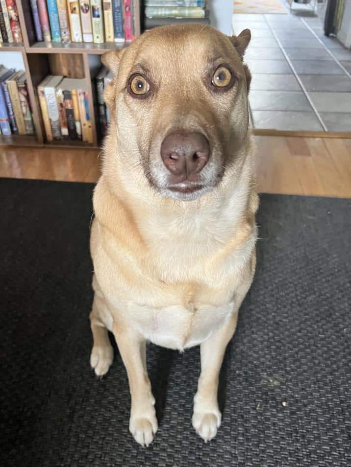 A close-up of a tan dog with its ears pinned back, staring at the camera with huge, guilty eyes.