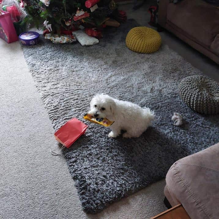 A small, fluffy white dog caught in the act of stealing a snack from a gift bag.