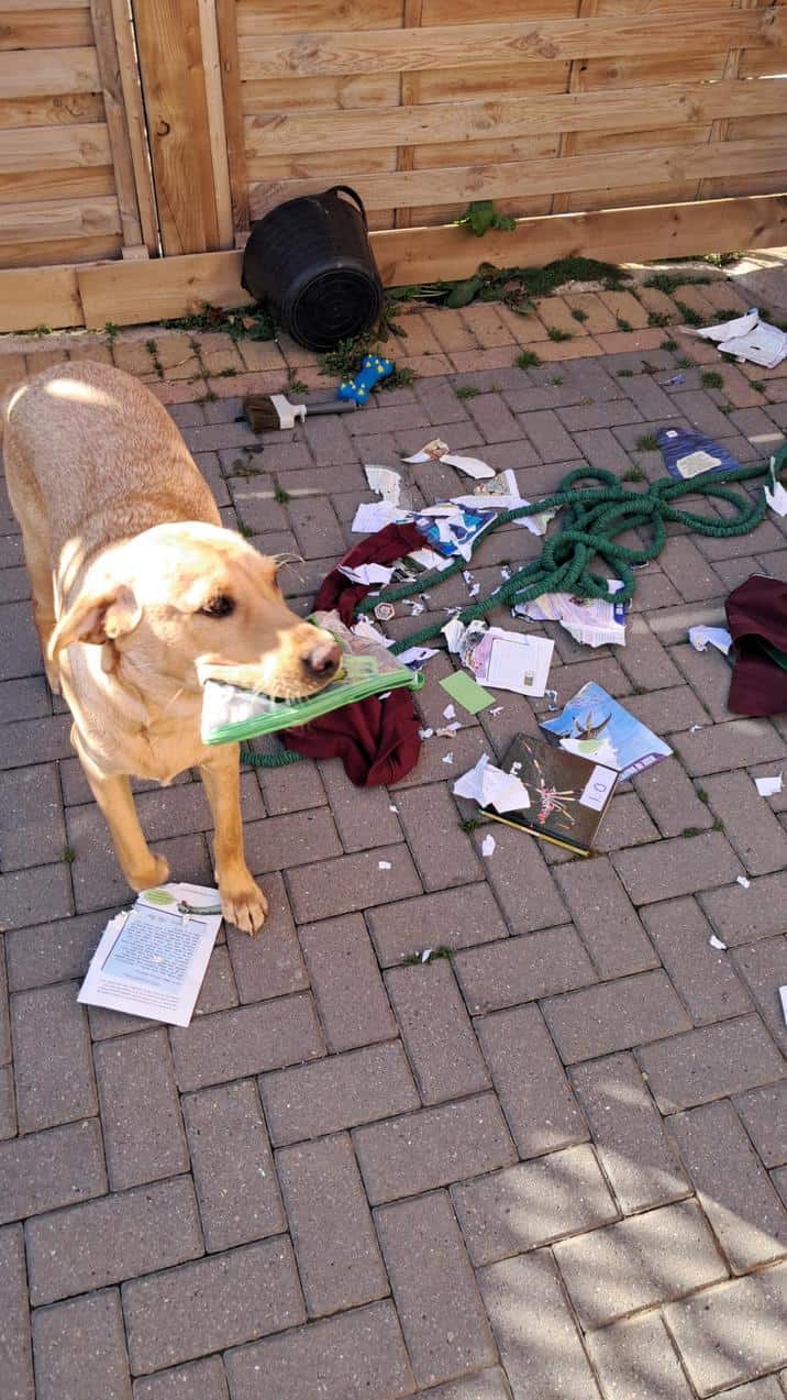 A guilty dog (yellow lab) stands proudly in a messy backyard filled with shredded paper and a garden hose.