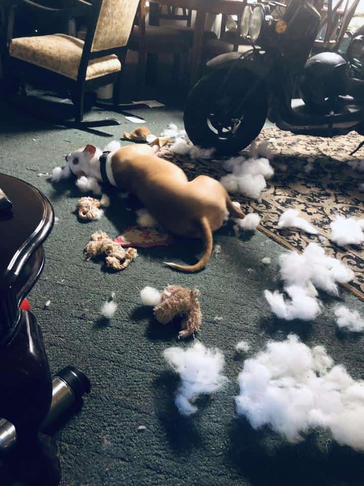 A tan-colored puppy stands in a room covered in white stuffing from a completely destroyed stuffed toy.