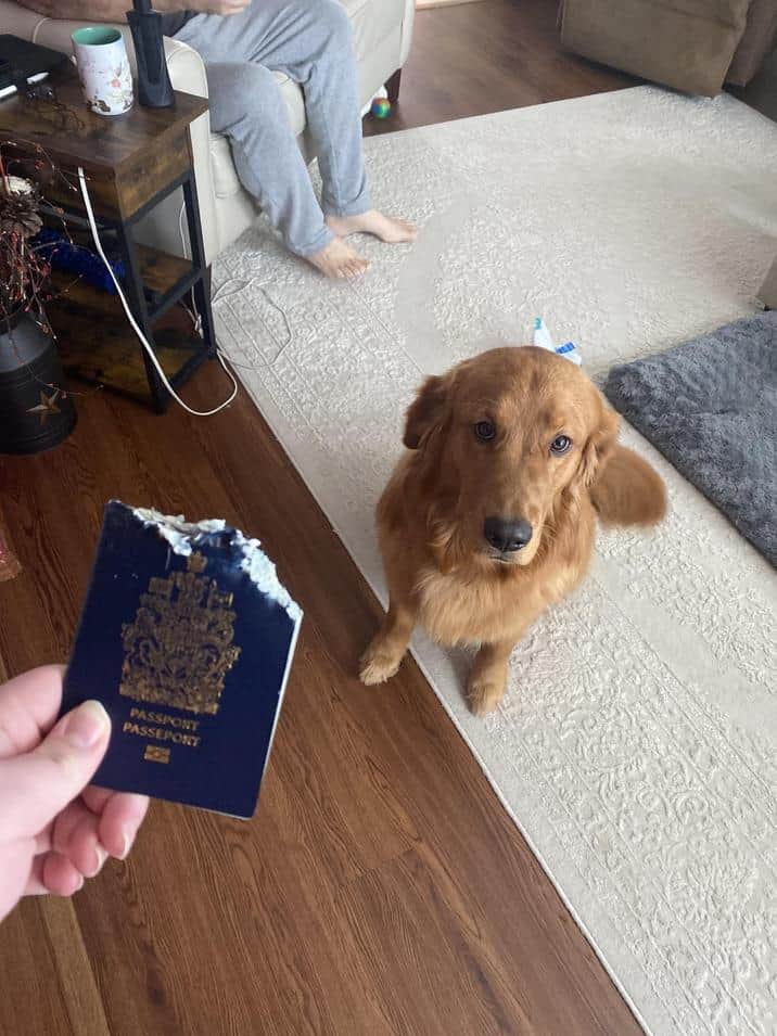 A golden retriever looks up with a guilty face as his owner holds up a heavily chewed Canadian passport.