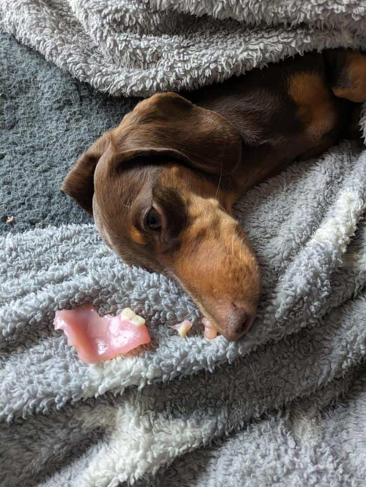A guilty dachshund dog looks up from a blanket next to a set of chewed-up pink dentures.