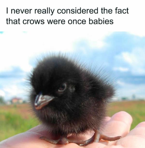 An adorable, fluffy, black baby crow sitting in a person's hand, captioned "never really considered... crows were once babies."