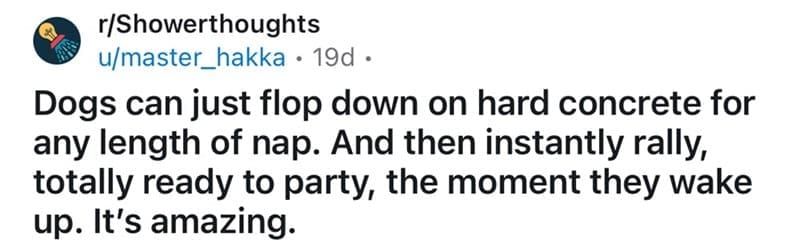 hower thought admiring how dogs can nap on concrete and wake up ready.